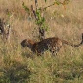  The Serengeti, TZ